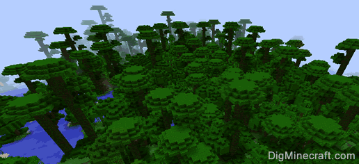 forest biome