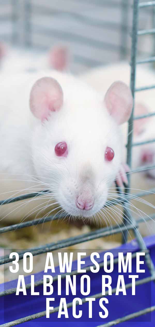 30 amazing facts about albino rats