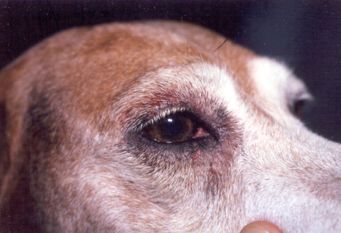 close-up of brown dog eyes