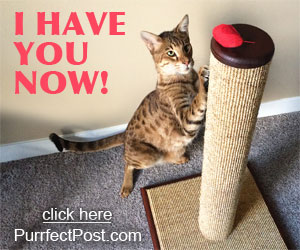 Cats playing with toys and scratching posts are great for their physical and mental well-being.