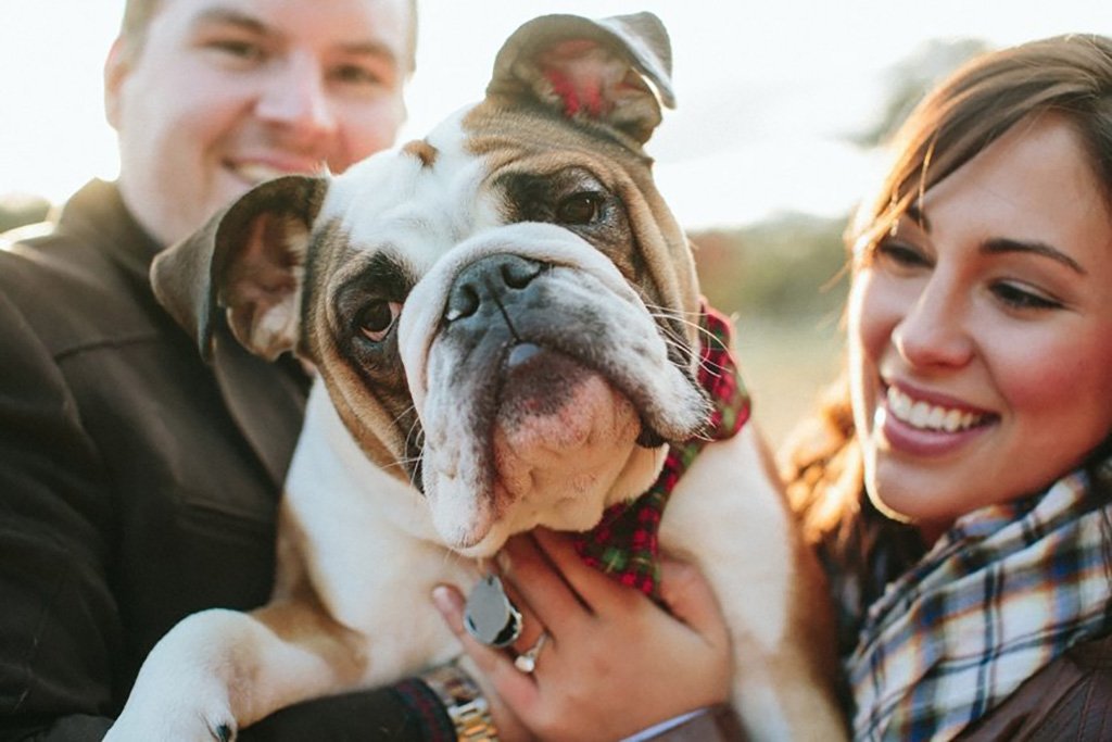 a cute dog at an engagement session