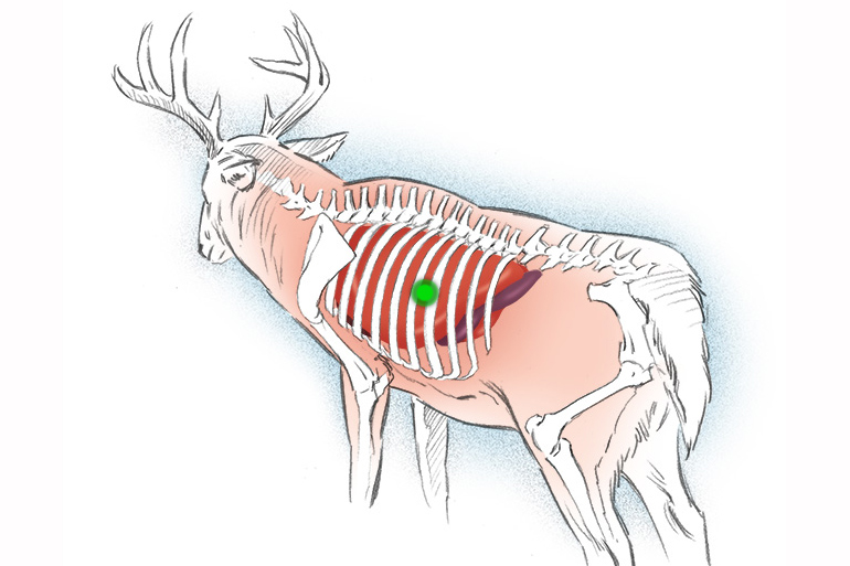 long range shooting position division on deer illustration