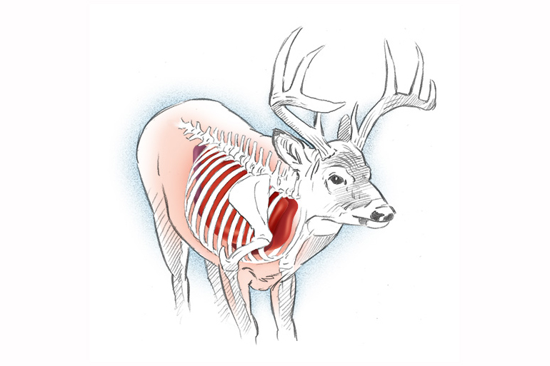 deer arguing for illustration