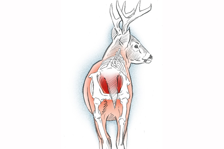deer instant illustration