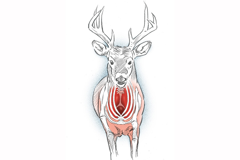 straight deer on illustration