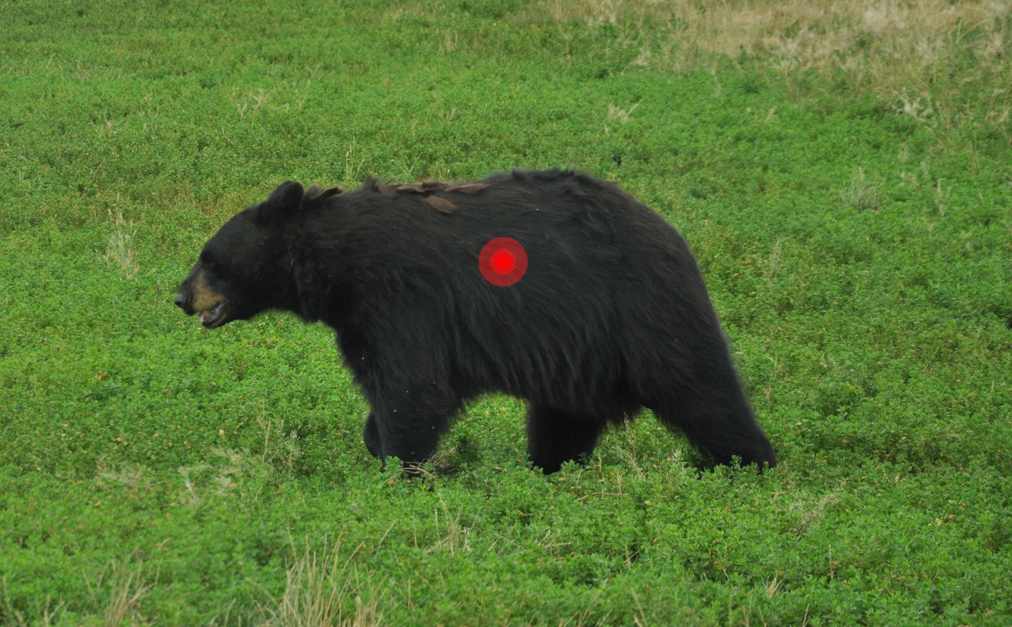 Where to shoot bears with bow