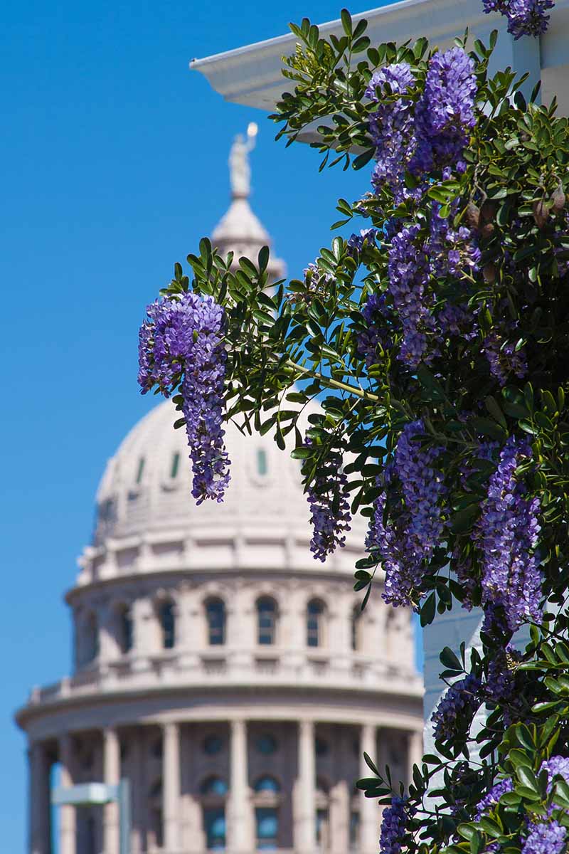 Vertical image of a laurel shrub in the Texas mountains rising next to a building in bright sunlight. In the background is a large white building with a dome as a gentle focal point against the blue sky.