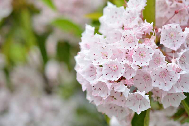 Close-up of the pink and white flowers of the Kalmia latifolia bush against a softly focused background.