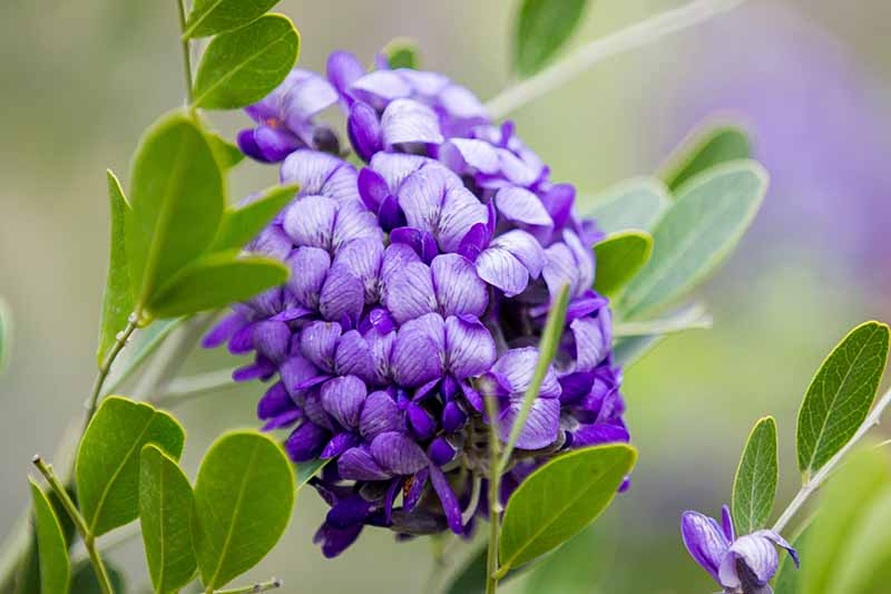 Close-up of a purple flower of the Texas mountain laurel shrub with surrounding green foliage against a softly focused green background.