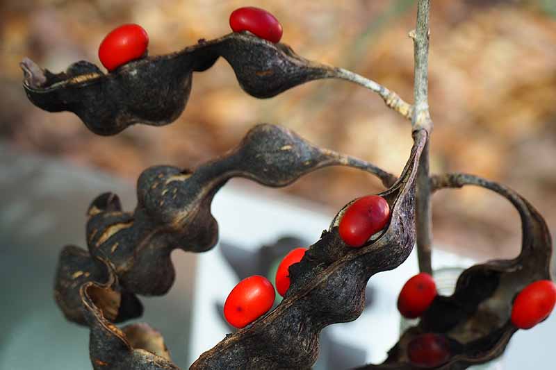 Close-up of the dried seed pods of Texas mountain laurel, cracked showing the bright red seeds inside, against a soft focus background.