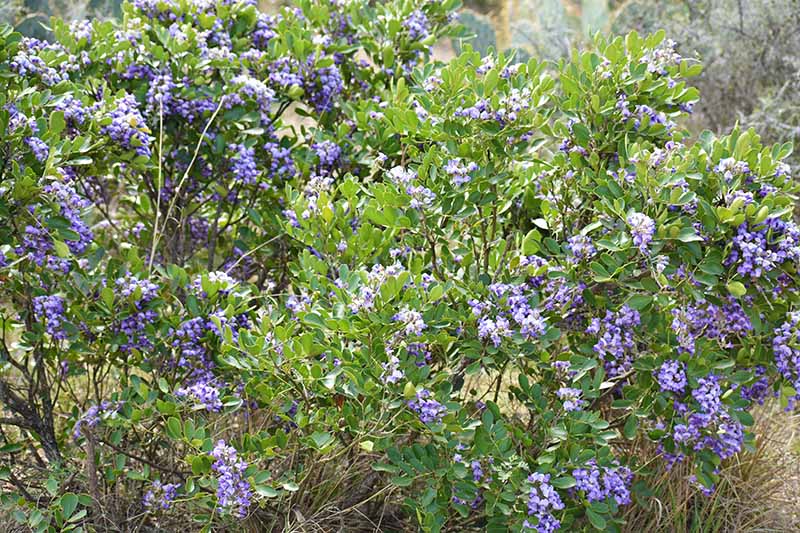 A Texas mountain laurel shrub grows in the garden with bright purple flowers that contrast with the green foliage in the soft sunlight against a soft focal background.