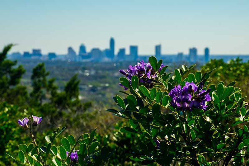 A laurel bush in the mountains of Texas, with purple flowers and bright green foliage in the blazing sun in a city park with buildings in soft focus in the background.