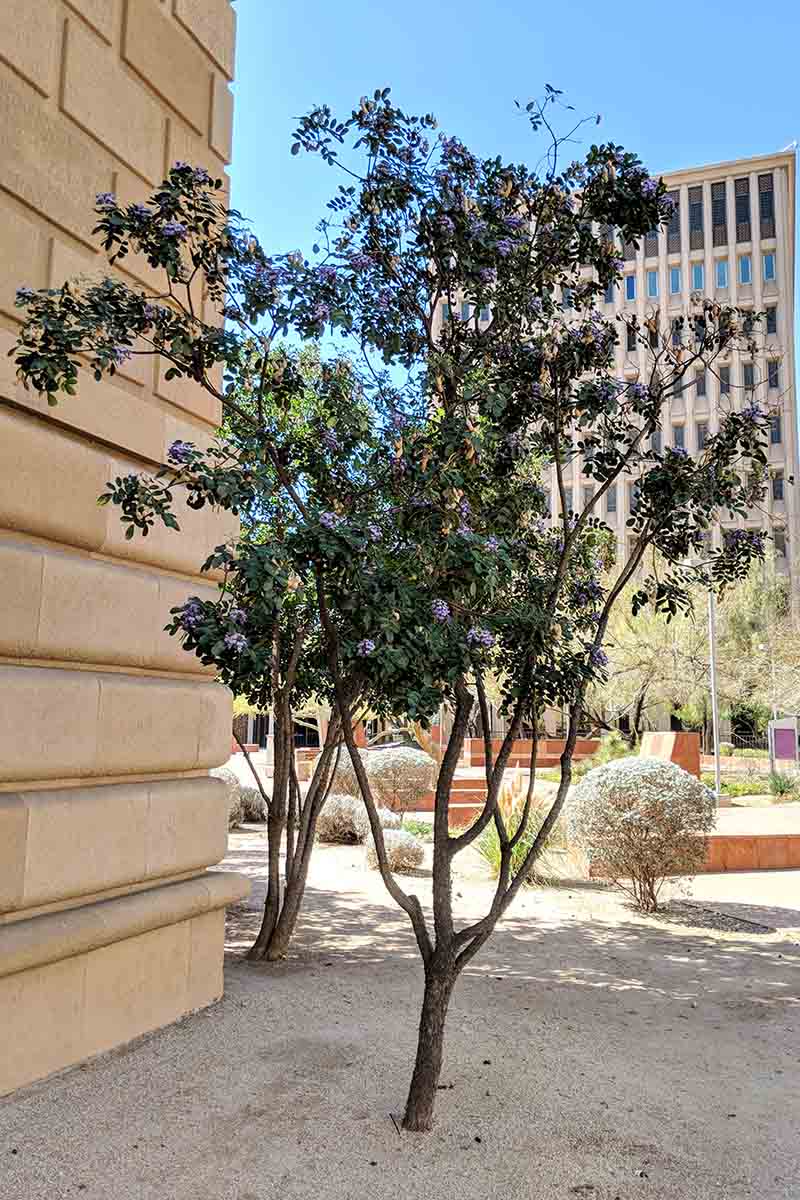 A Texas mountain laurel bush trimmed to the shape of a tree, planted in an urban area surrounded by buildings and other small shrubs under intense sunlight.