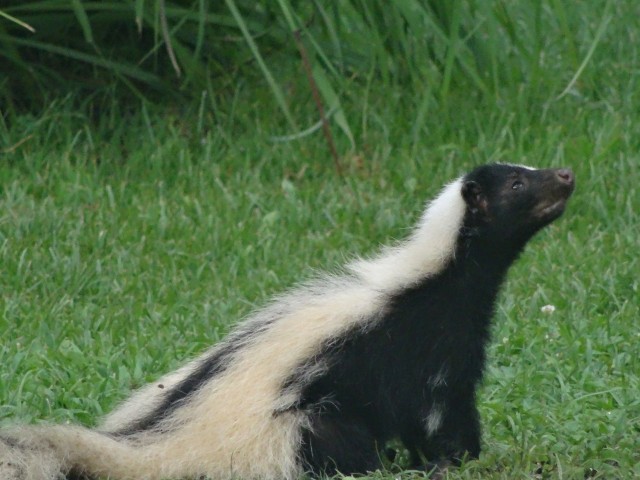 Skunk at Land between The Lakes, Photo by Kelly Sellers