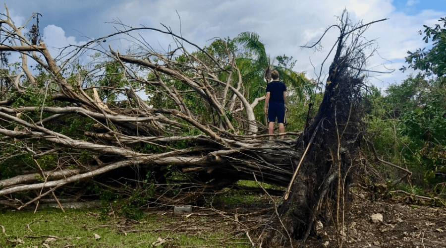A boy stands on a tree cut down after a hurricane in Florida