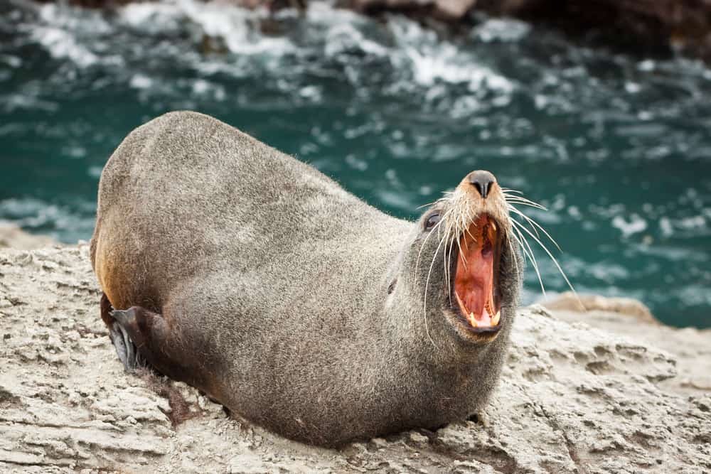 Close-up of a nasty New Zealand fur seal