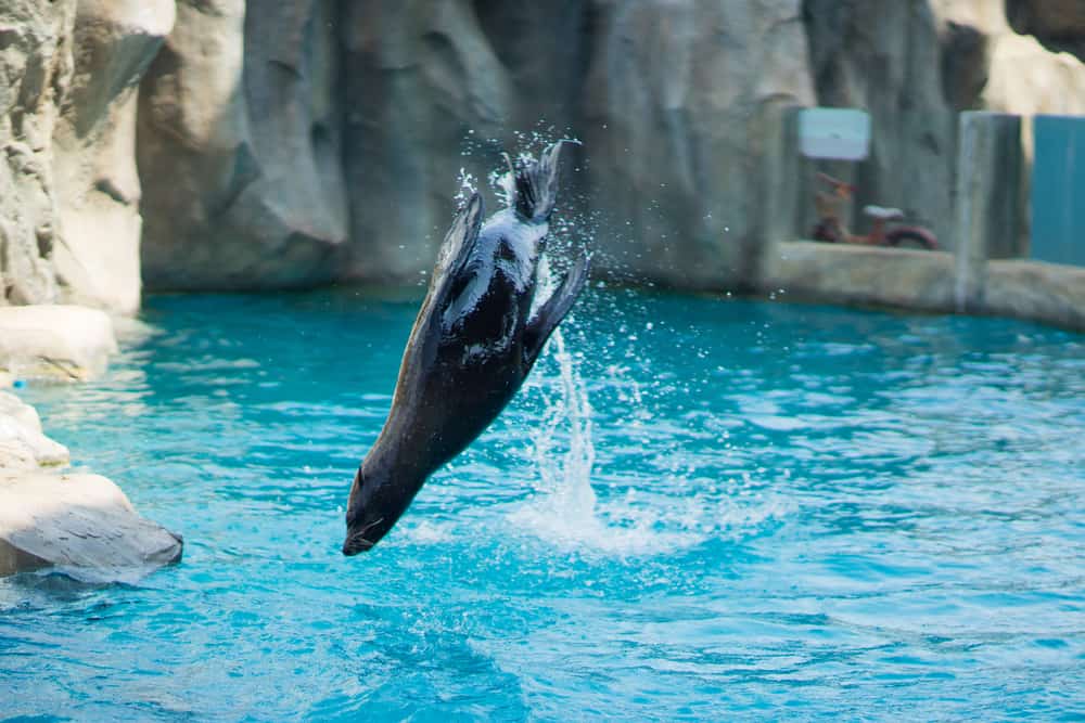 The performance of the seals in the zoo