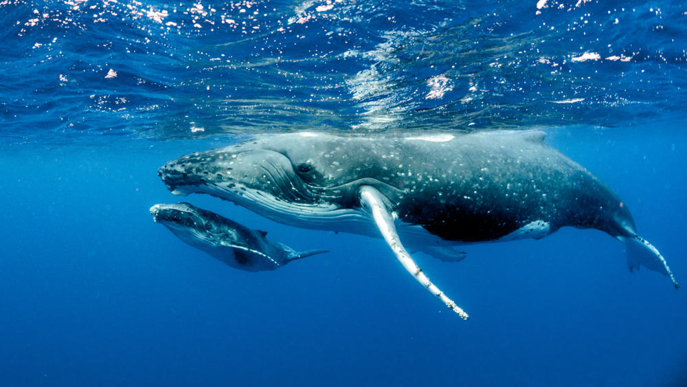 Humpback whales in the Pacific Ocean