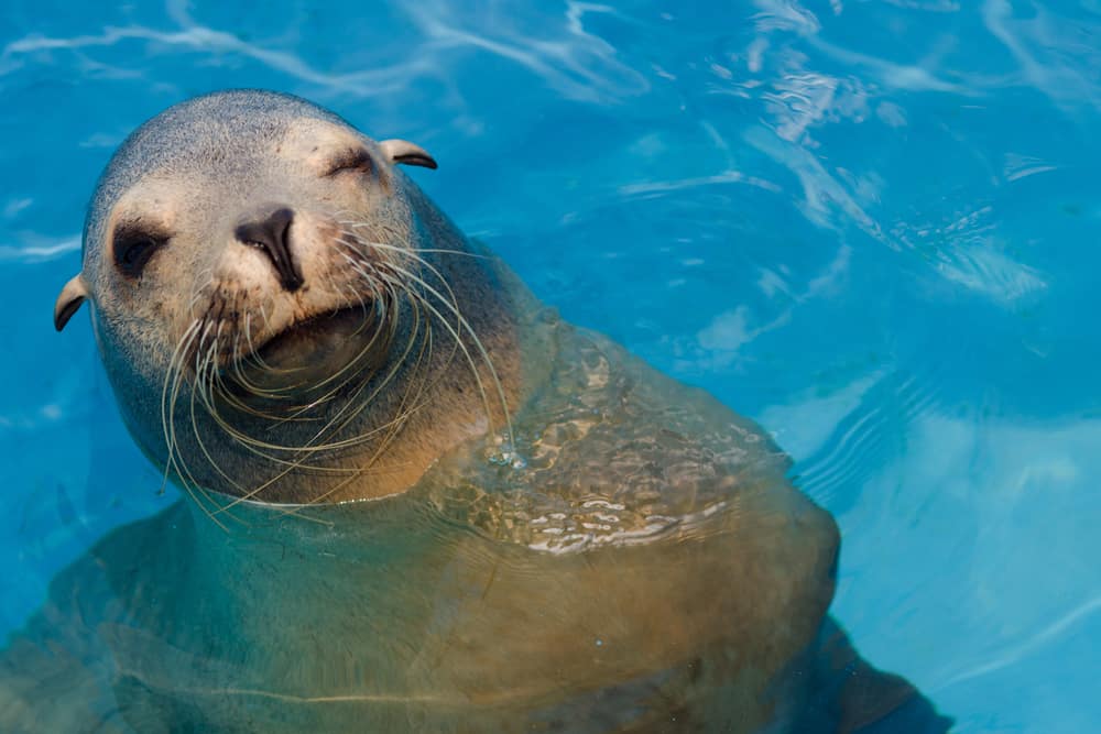 California sea lion winks at copy space