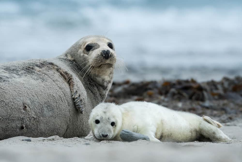 Gray seal pupae with mother, Halichoerus grypus, Helgoland, Germany