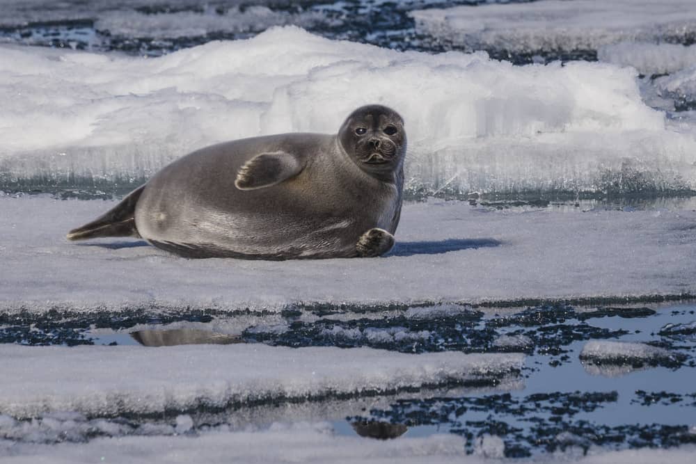 Unique Baikal seal on ice