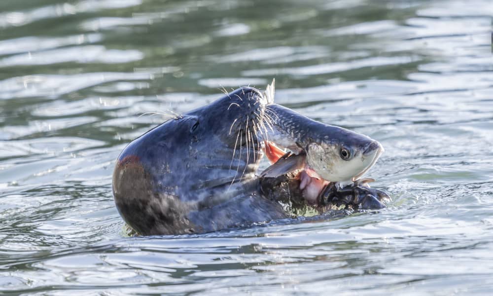Gray seal (Halichoerus grypus) eats fish