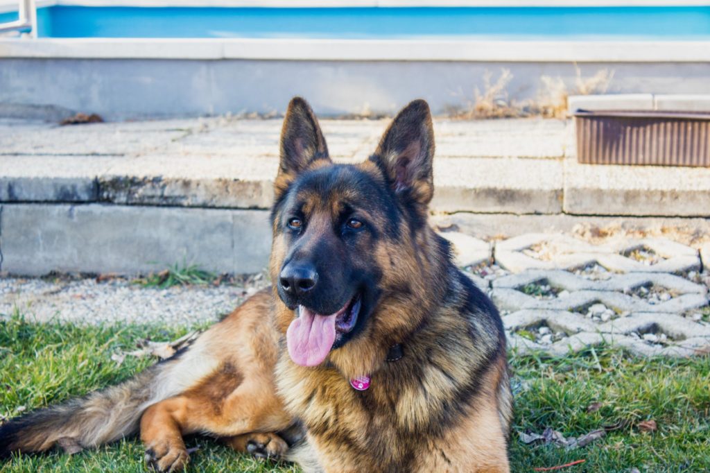 The Best Food For A German Shepherd With A Sensitive Stomach!