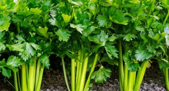 Kinchay: Tagalog-English Translation Of “Kinchay”