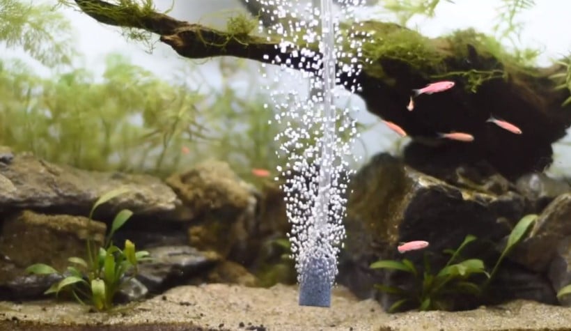 Do you need an air stone in your aquarium?