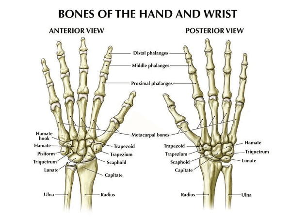 Types of hand wraps in Muay Thai: Different wraps, how to wrap them and why hand wrapping is important