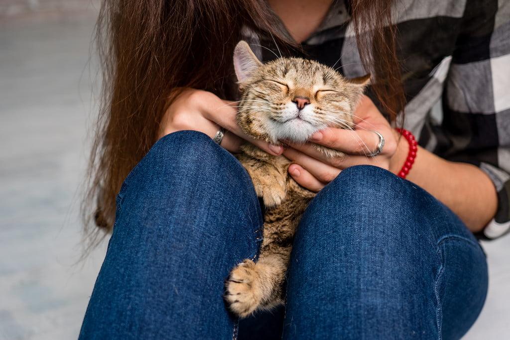 Runtime, nap time: Why cats choose to sit on you