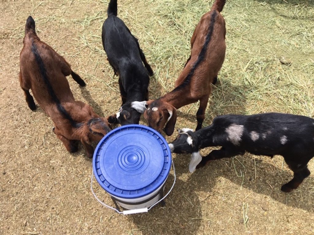 when to wean goats?