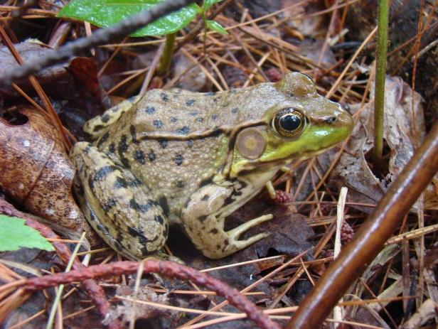 American toad