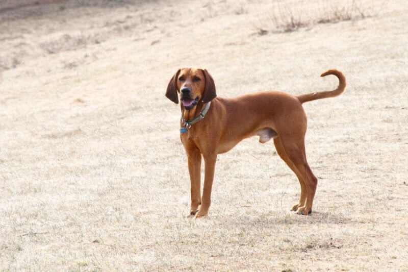 Redbone Coonhound Total Cost Ownership Yearly Monthly