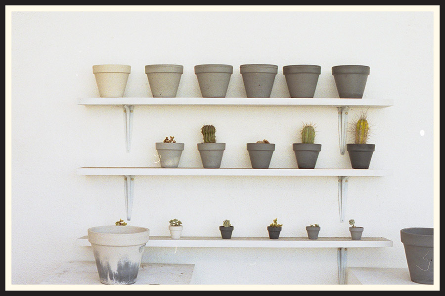 Film photo of pots and cactuses in Los Angeles