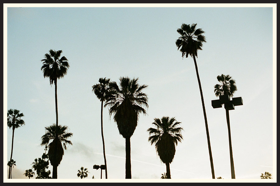 Film photo of palm trees in Los Angeles