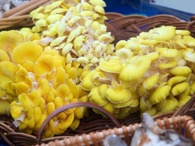 King oyster mushrooms in a basket at the local market