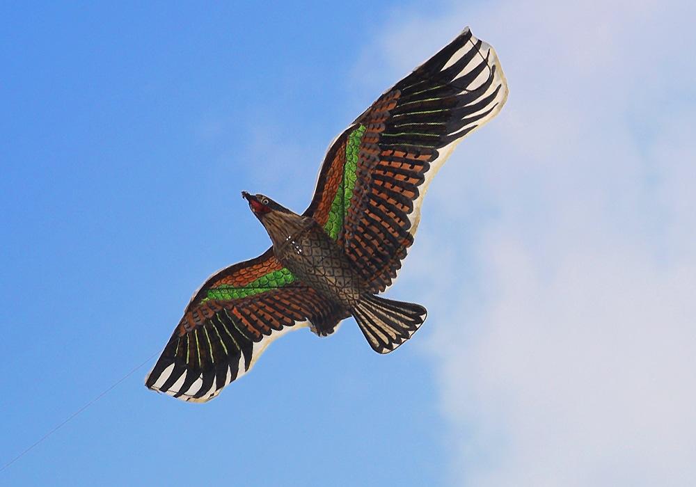 flying kite with bird design