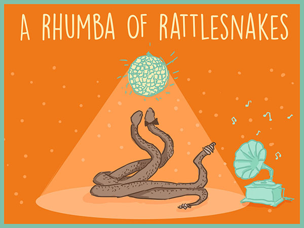a rattlesnake illustration rhumba
