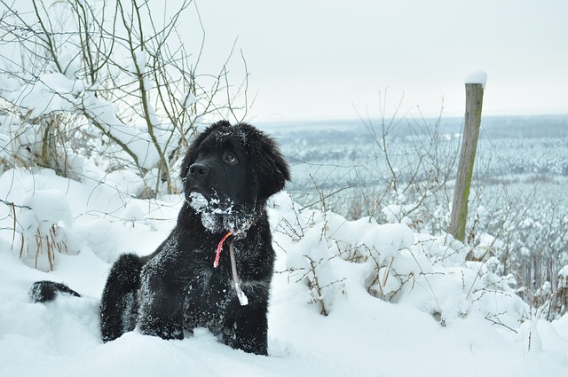 The Quiet Canine: Why Some Dogs Rarely Change Their Shells