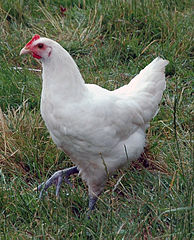 french chicken