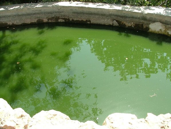 Green algae in the pool