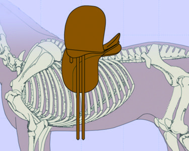This saddle is placed behind the shoulders but a) is too long for the horse's back because it extends past the 18th thoracic vertebra and b) the casts are too far back and will pull the saddle over the shoulder during movement.