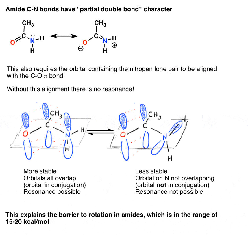 amide c n bonds have partial double bond character restricted rotation need to have p orbital aligned with carbonl pi system