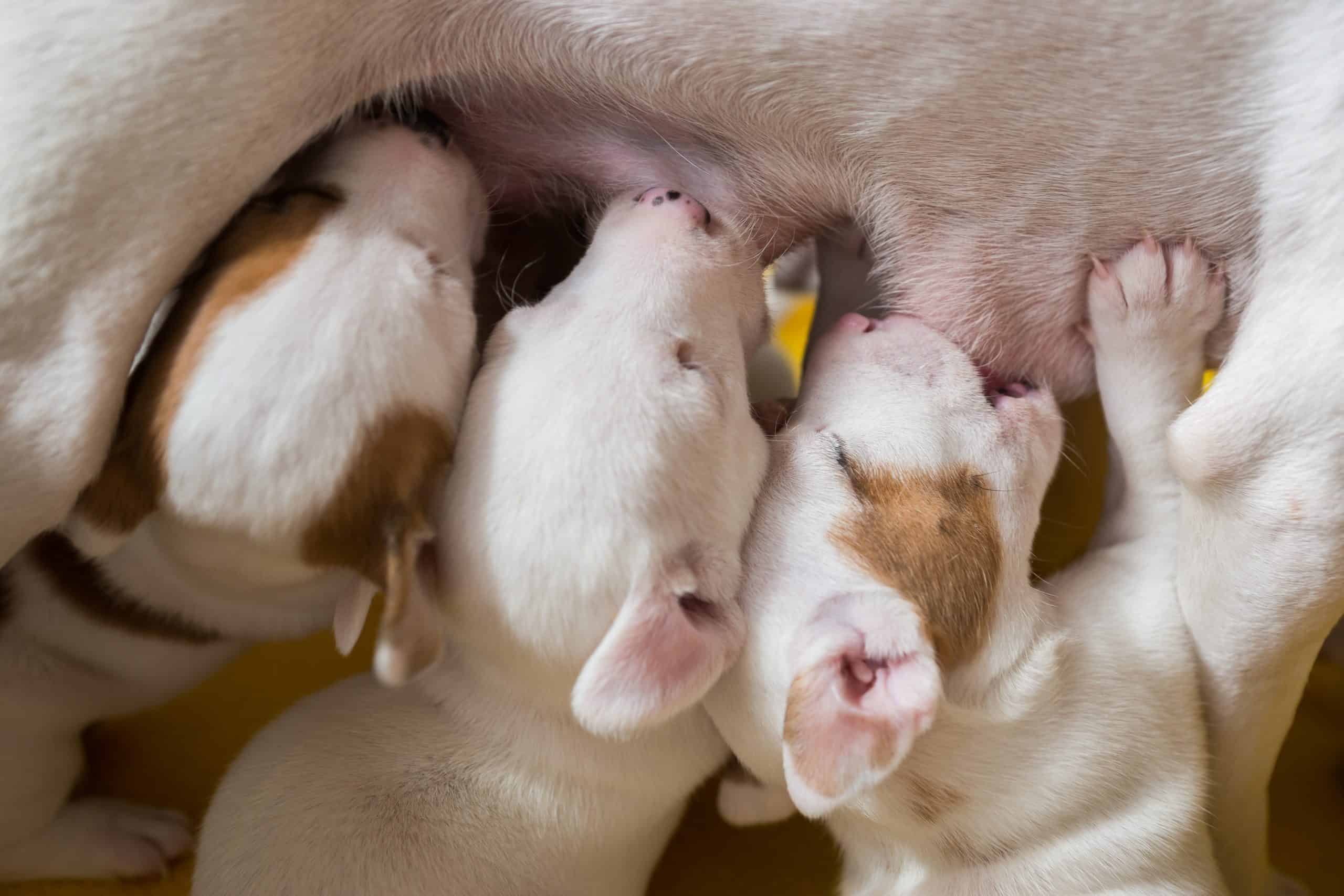 the dog sucks on the blanket