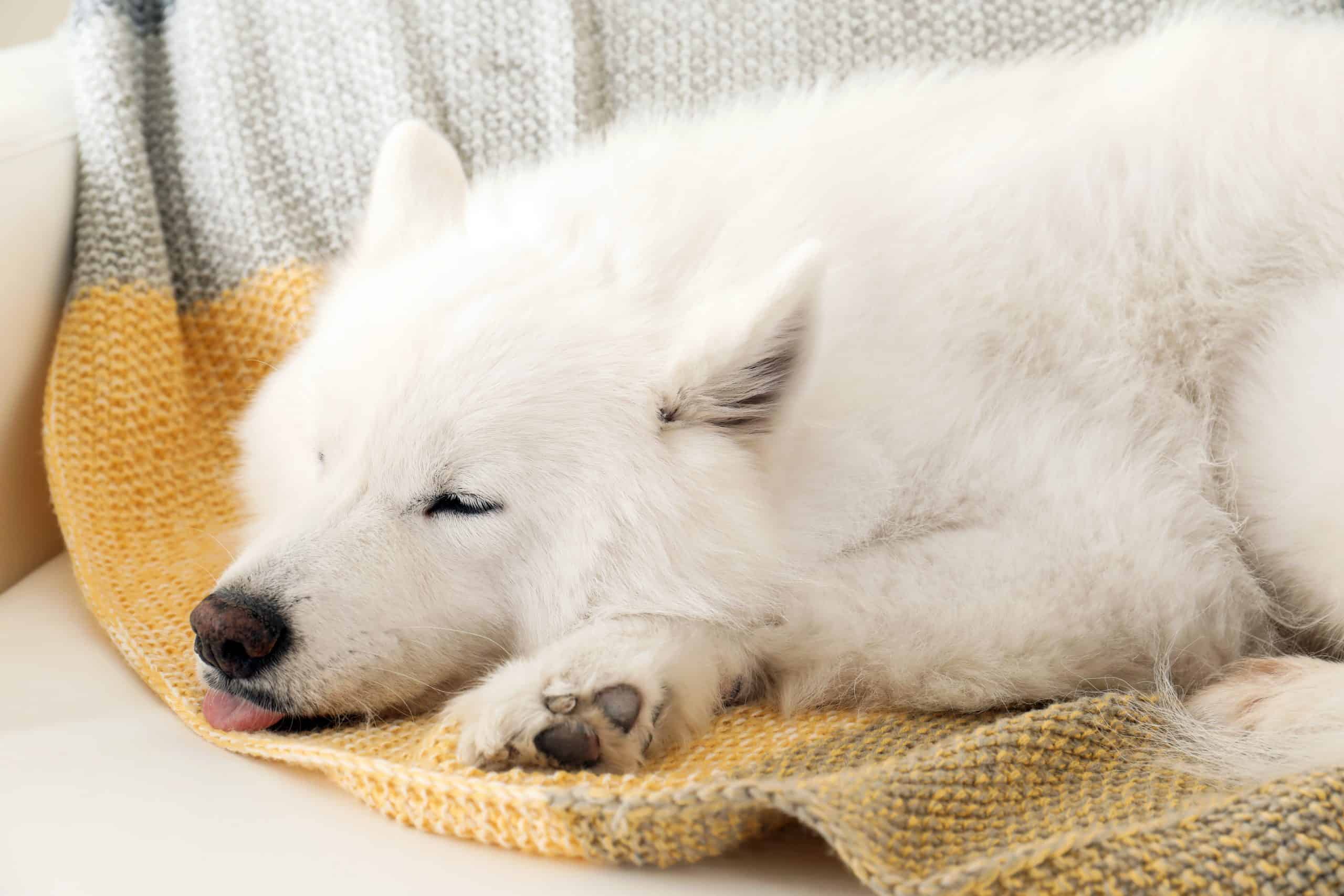 canva cute samoyed dog sleeping on soft blanket 3 . scale