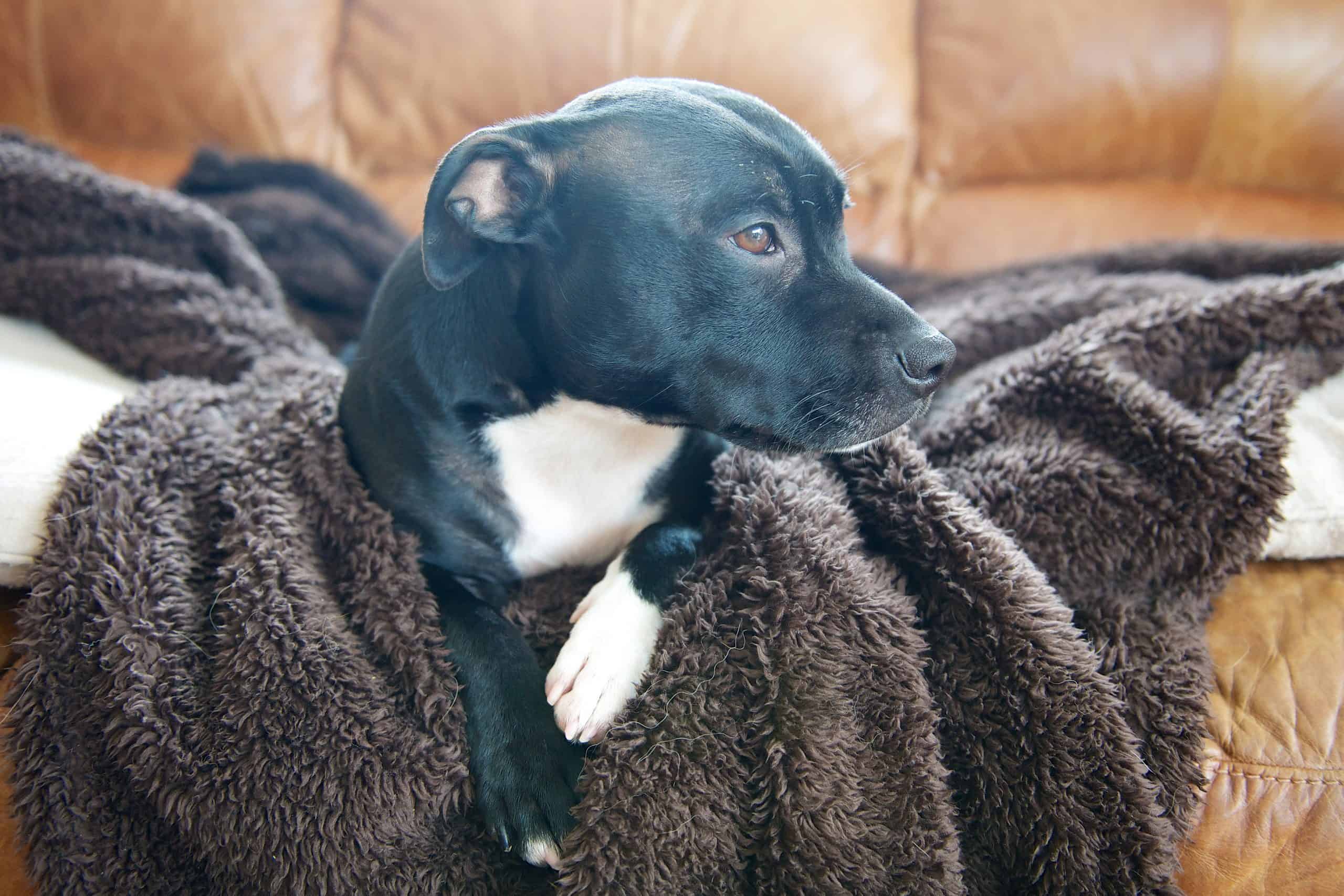 the dog sucks on the blanket