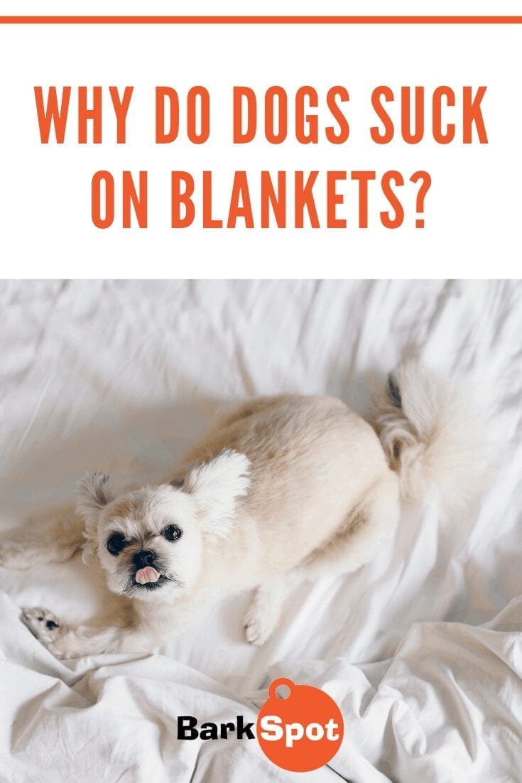 why do dogs suck on blankets 4
