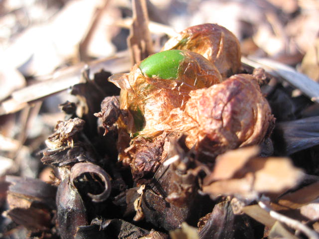 Fiddleheads are one of the first wild plankton of spring but only last for a few weeks. Learn to find, identify (photos included) and cook them.