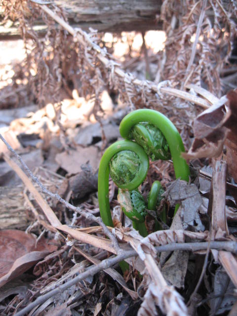 Fiddleheads are one of the first wild plankton of spring but only last for a few weeks.  Learn to find, identify (photos included) and cook them.